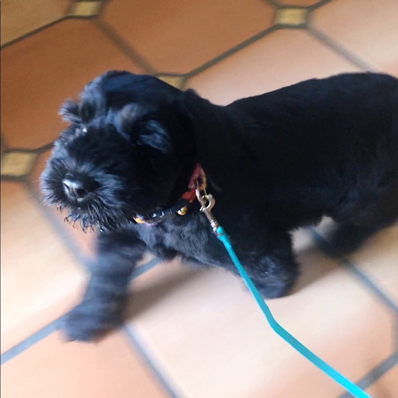 Meet your Posher, Ellie - Picture 3 of 7